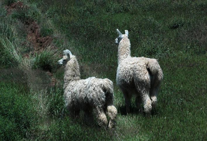 Estancia Colome モリノス エクステリア 写真